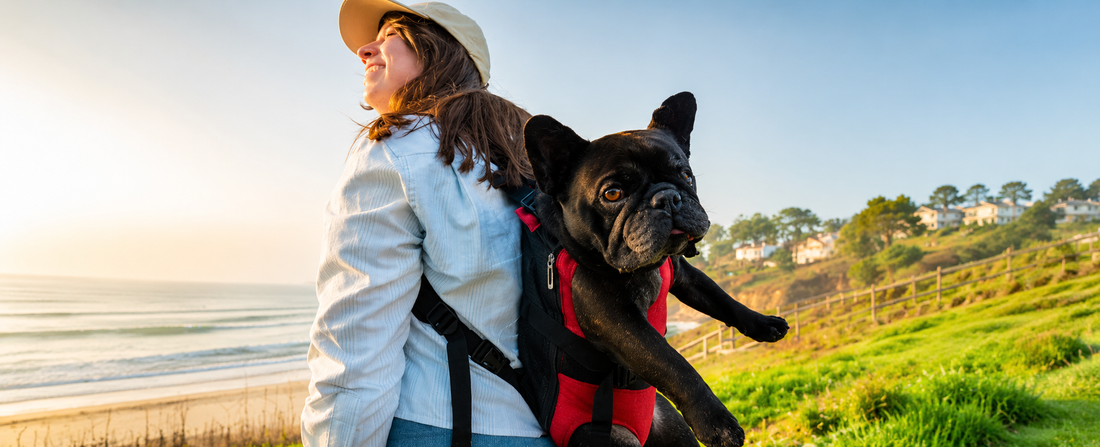 Adventure Ready: Choosing Comfortable Gear For Dogs Who Love To Move