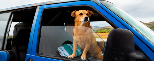 Safe Travels, Happy Tails: A Better Way To Take Your Dog On The Road