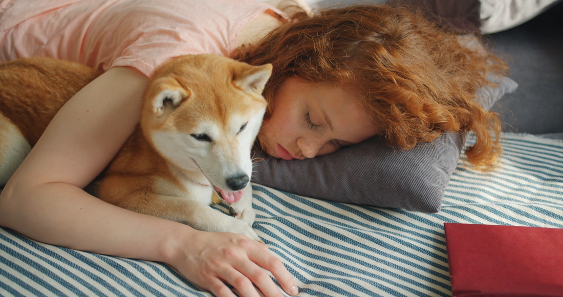 The Comfort Routine: Creating A Calmer Home For Pets And People