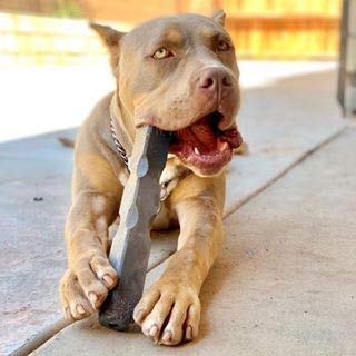 Heavy Duty Dog Chew Toy for Aggressive Chewers