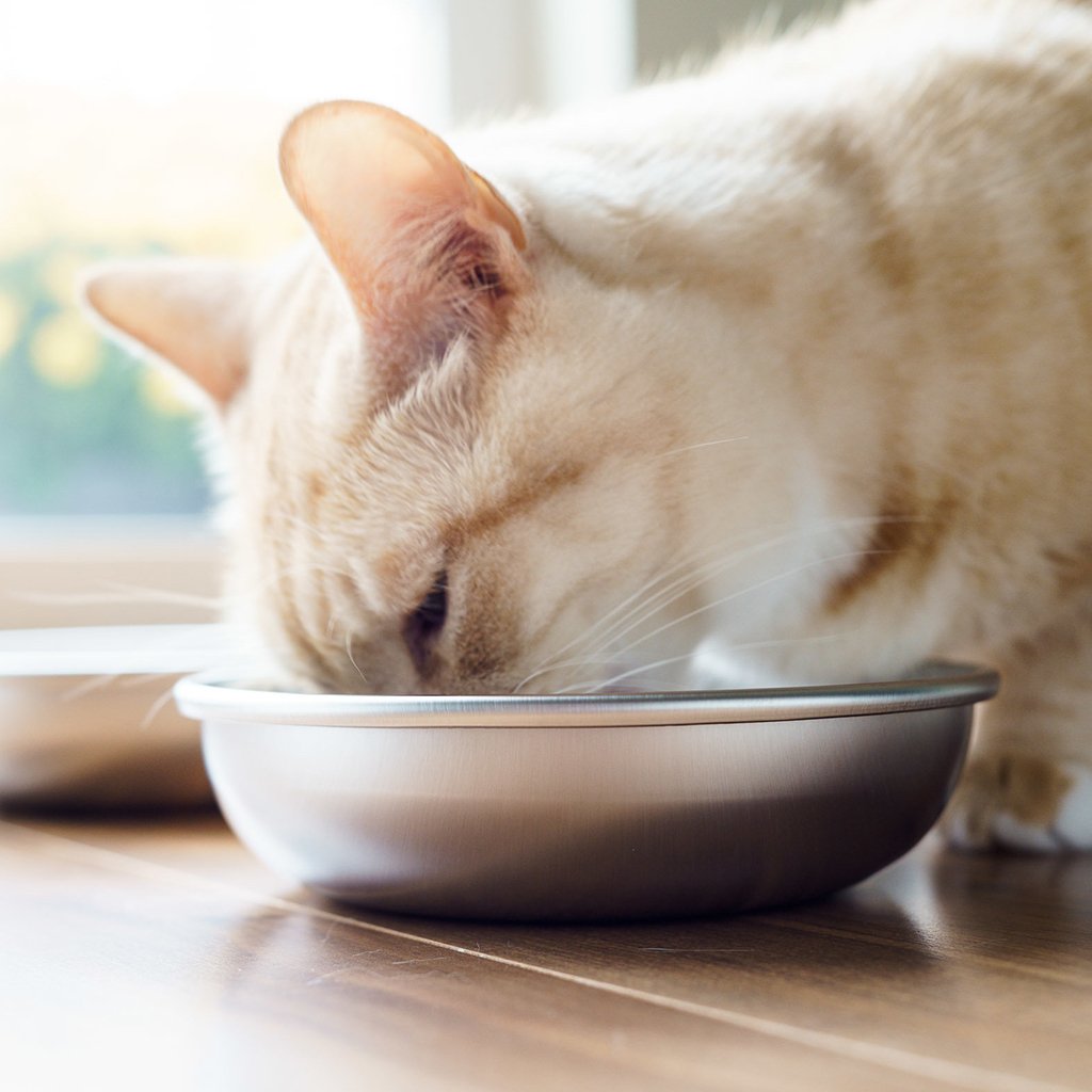 Stainless Steel Pet Bowls for Food and Water Set