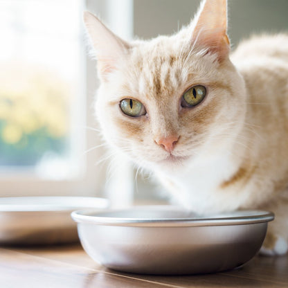 Stainless Steel Pet Bowls for Food and Water Set