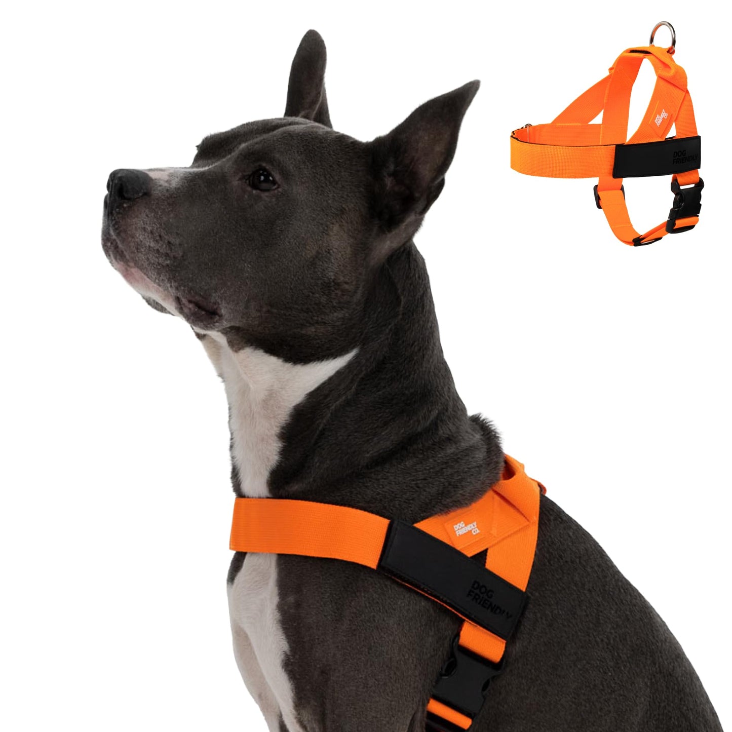 Adjustable Everyday Dog Harness for Walking