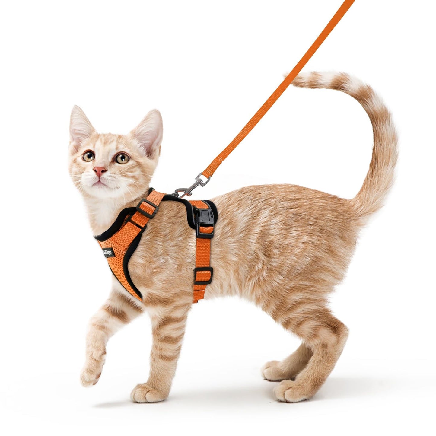 Adjustable Cat Harness & Lead Set for Walking