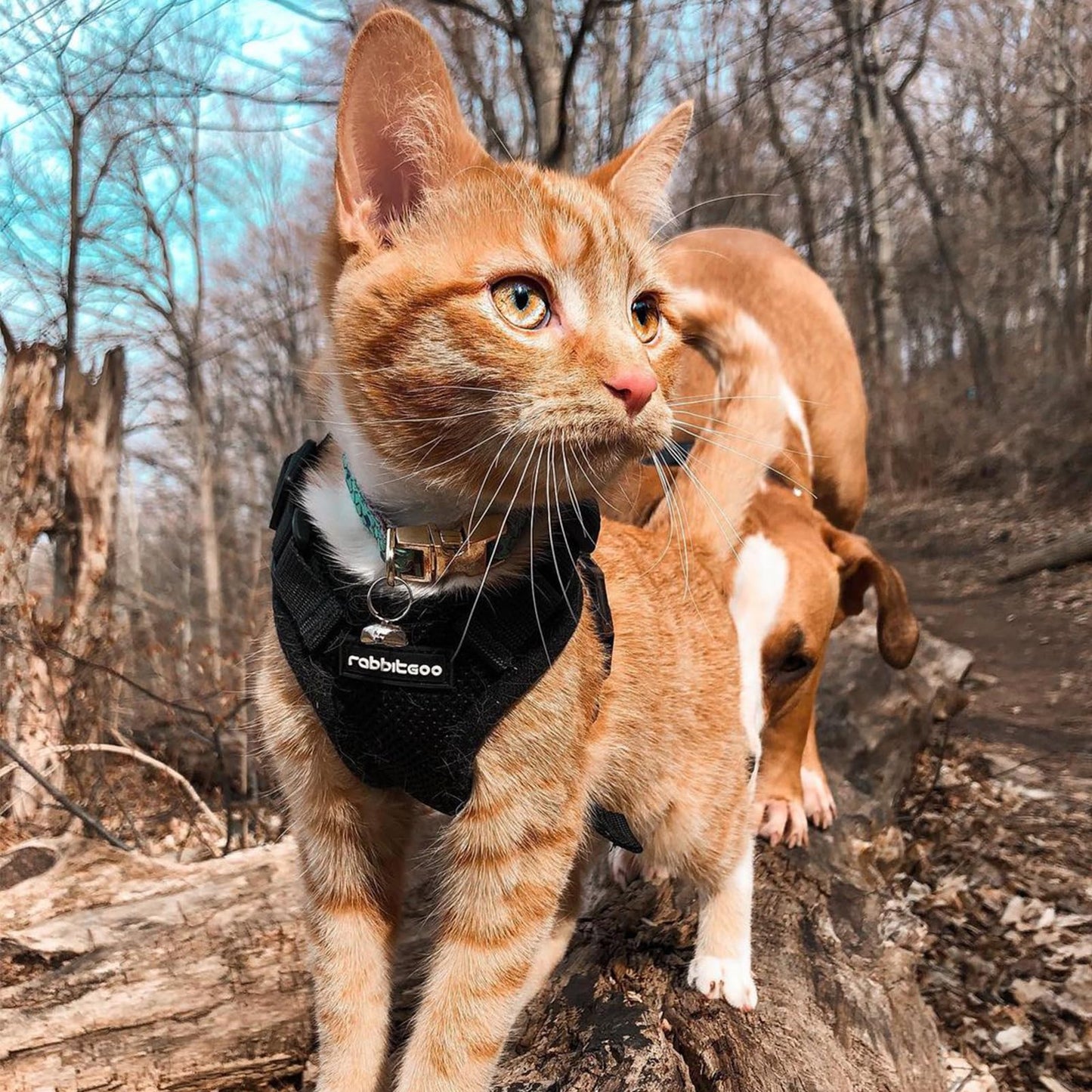 Adjustable Cat Harness & Lead Set for Walking