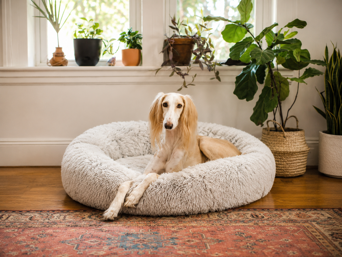 Cozy pet bed lifestyle scene